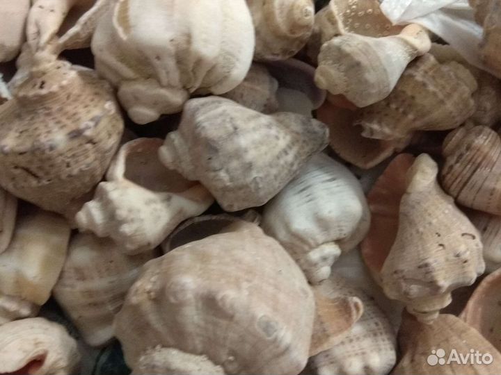 Морские ракушки раковины