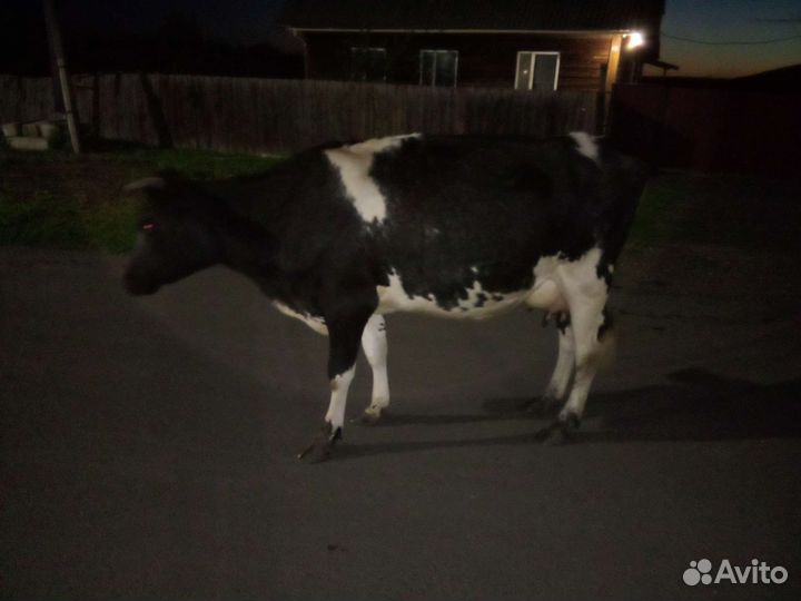 Корова дойная,первотелок, покрыта 17.07.2023