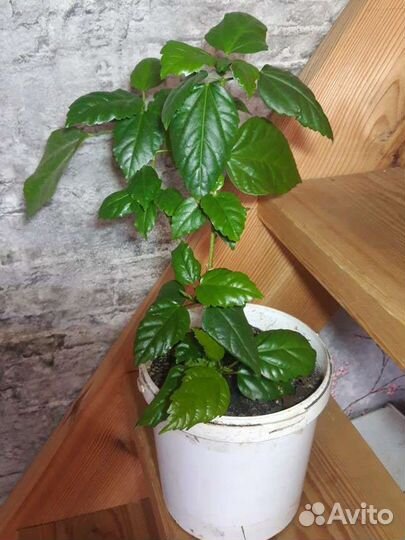 Комнатные растения обмен