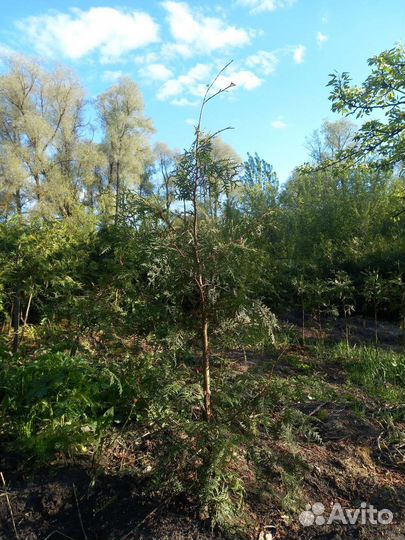 Туя западная