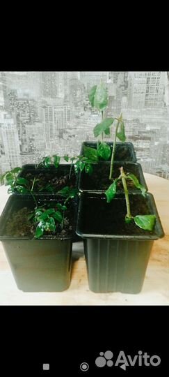 Жасмин домашний и жасмин Самбак