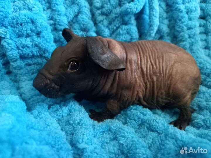 Болдуины морские свинки