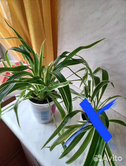 Хлорофитум лаксум