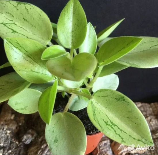 Комнатные растения цветы