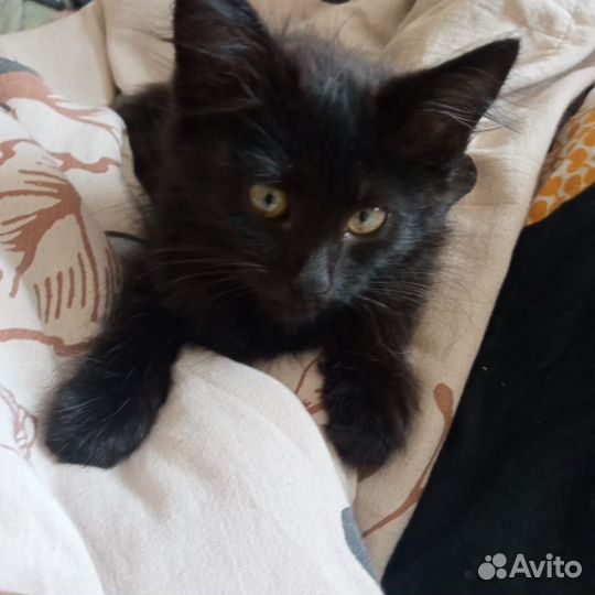 Котёнок ищет домик