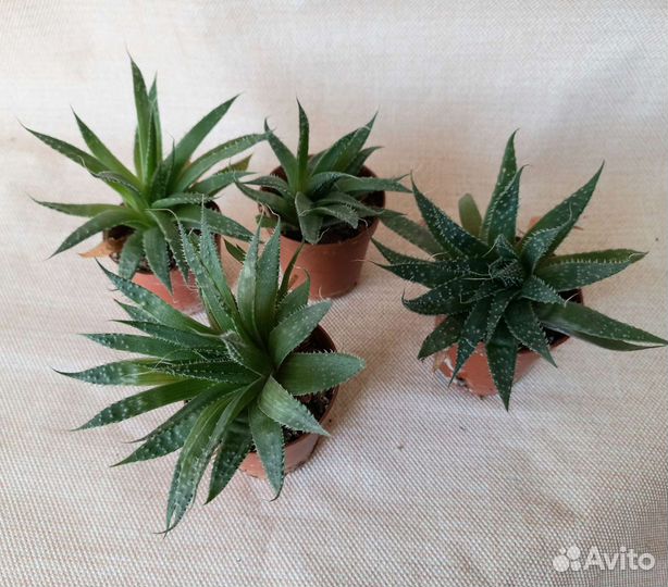 Алоэ остистое