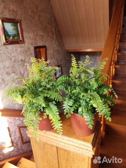 Адиантум венус бронзе