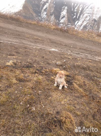 Щенят в добрые руки отдам бесплатно