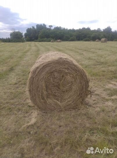 Сено луговое в тюках