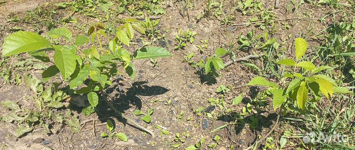 Грецкий орех саженцы