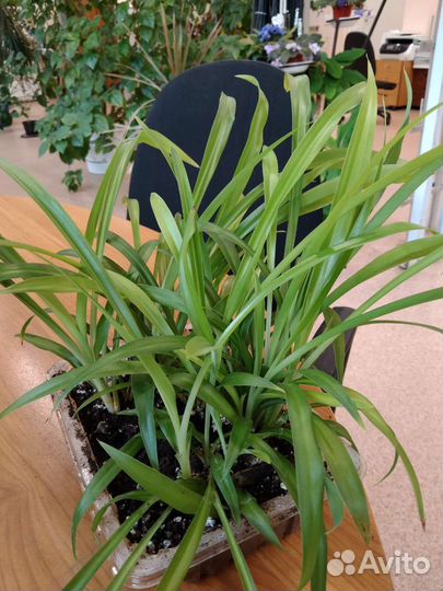 Комнатные цветы