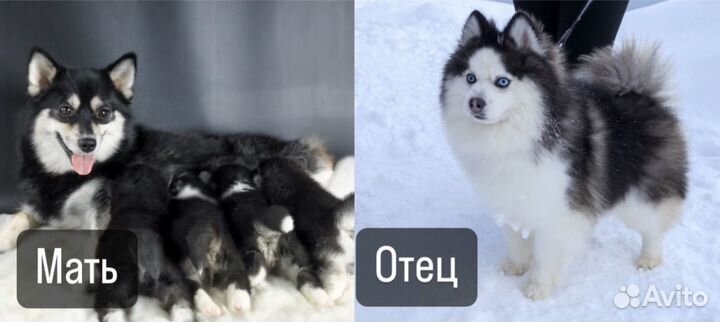 Щенки Помски Mini Хаски Original