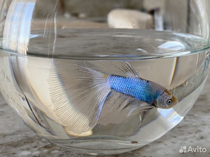 Рыбка петушок с аквариумом