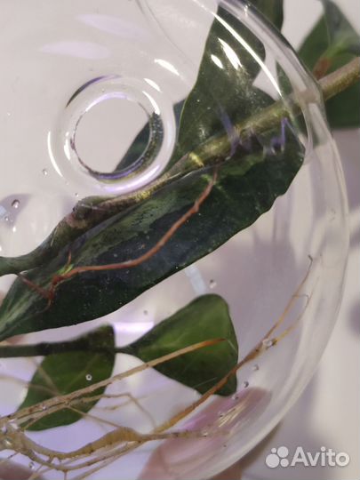 Ваза для цветов стекло