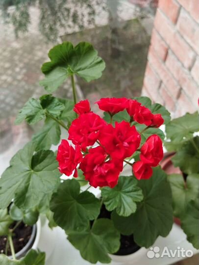 Пеларгонии