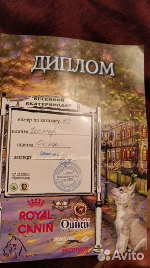 Вязка бритон