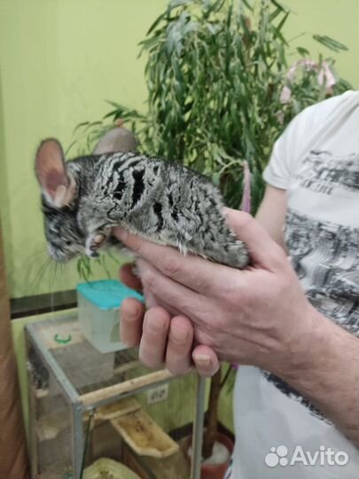 Шиншилла