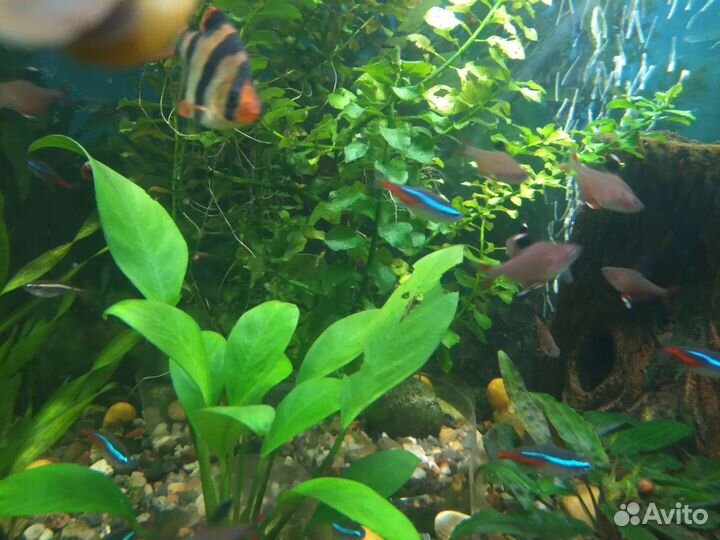 Рыбки Неоны Тернеции Барбусы Гурами