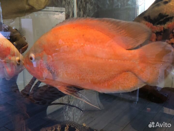 Астронотусы и Каламоихты