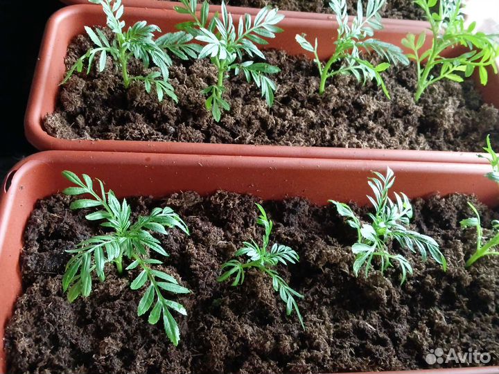 Рассада бархатцев