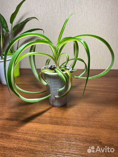 Укорененные черенки