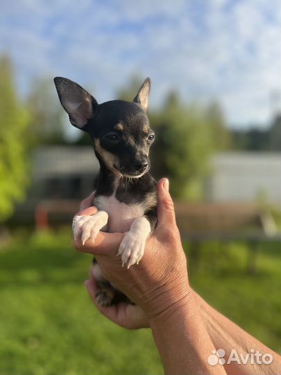 Мини той-терьер щенки