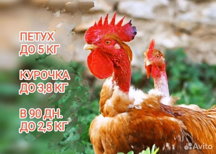 Инкубационное яйцо:бройлер, индюк, мулард