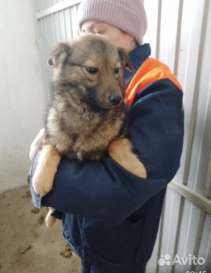 Маленькие собачки девочки