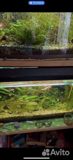 Аквариум с рыбками