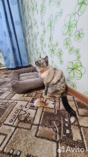 Гостиница для животных / Передержка