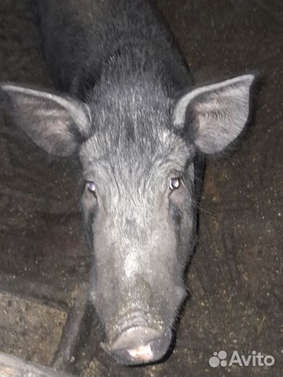 Поросята разных пород на развод и на мясо