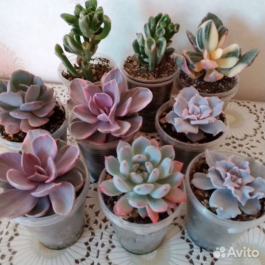 Суккуленты редких сортов