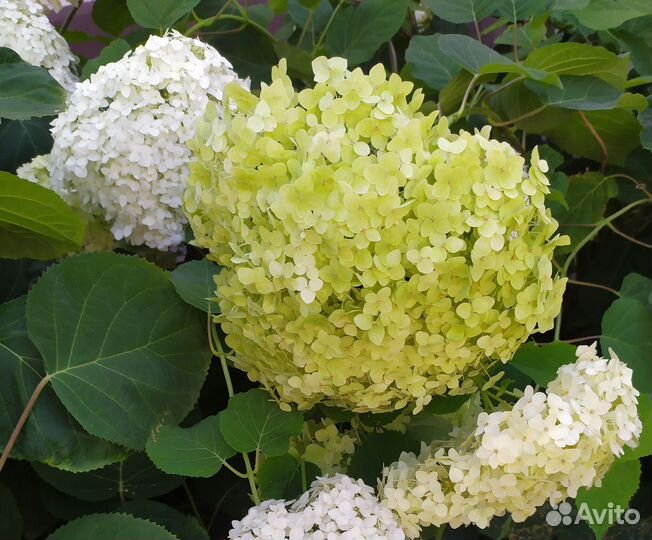 Гортензия.(Срез)