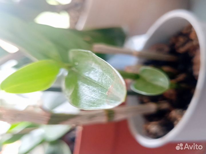 Орхидея Дендробиум Фаленопсис