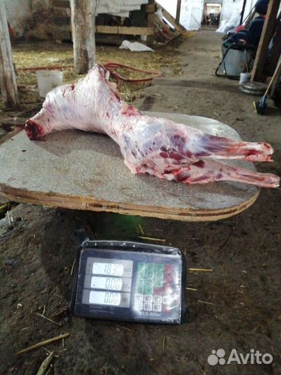Продам мясо говядина. Баранина