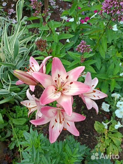 Луковицы лилий