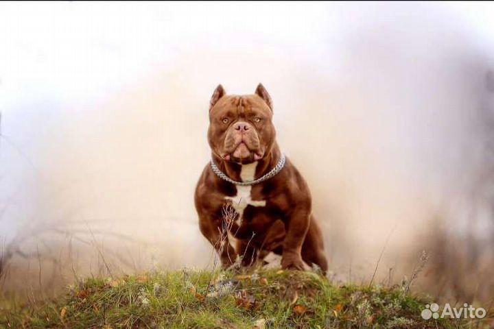 Вязка Американский булли