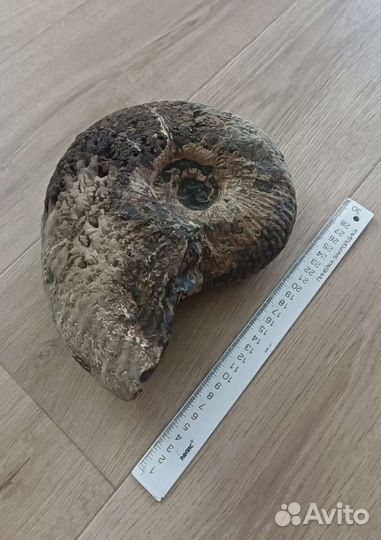 Аммонит 25 см
