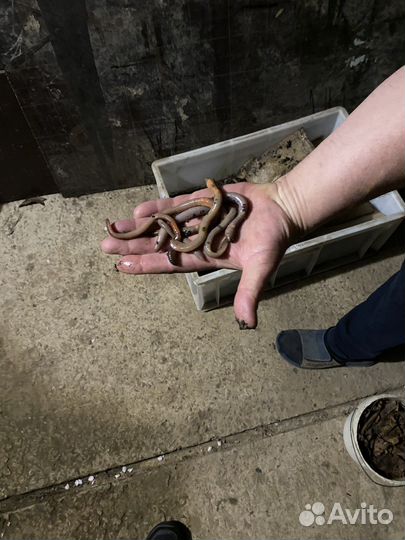 Червь выползок