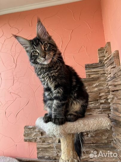 Котята мейн-кун