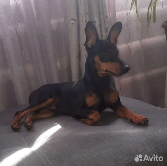 Вязка цвергпинчер