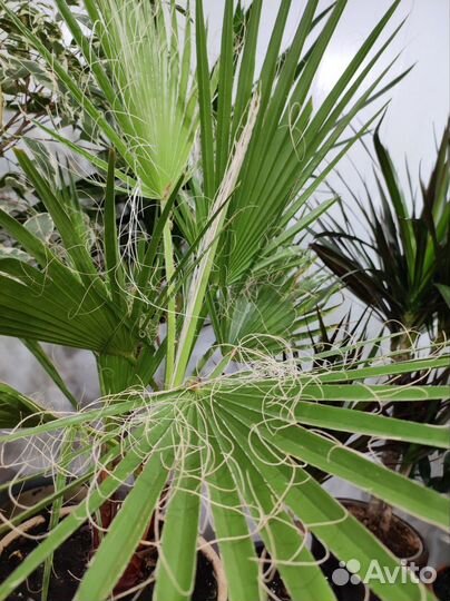 Пальма вашингтония комнатное растение