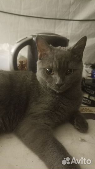 Отдам в добрые руки