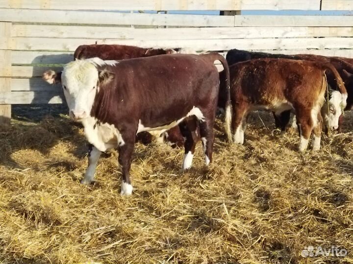 Бычки и быки