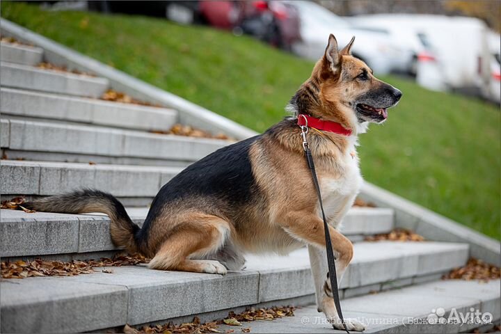 Метис немецкой овчарки в добрые руки