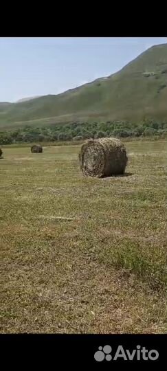Сено в рулонах