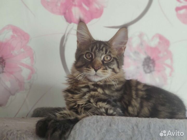 Котята мейн-кун