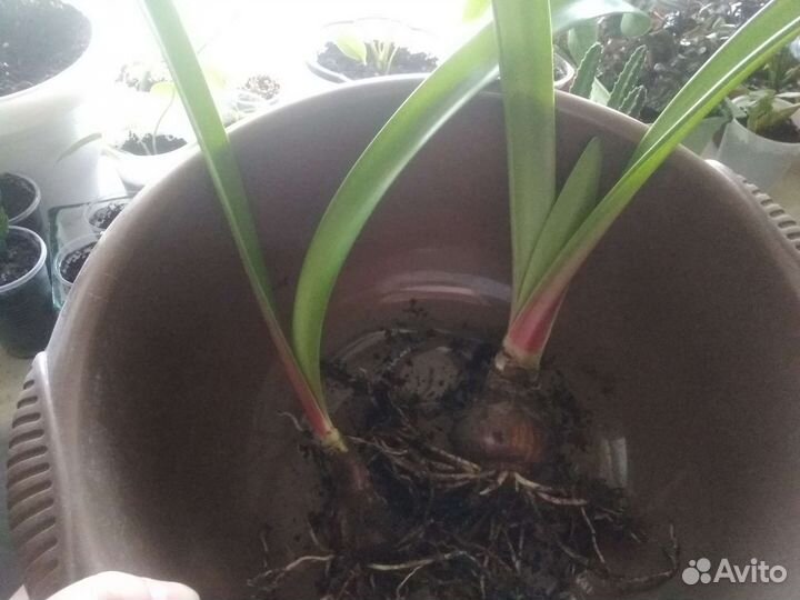 Хойя, гиппеаструм