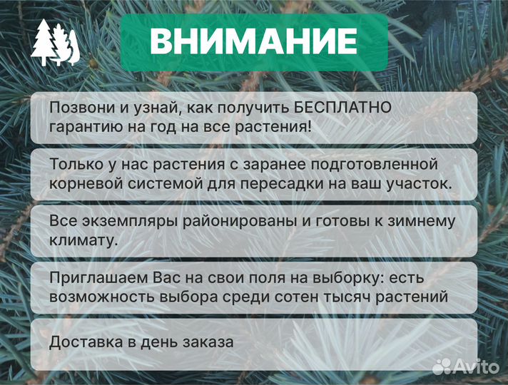 Туя колумна с гарантией приживаемости