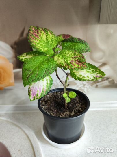 Колеус аватар